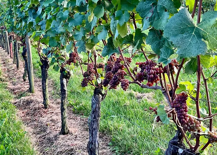 Bodensee Strandlaeufer Quartier *